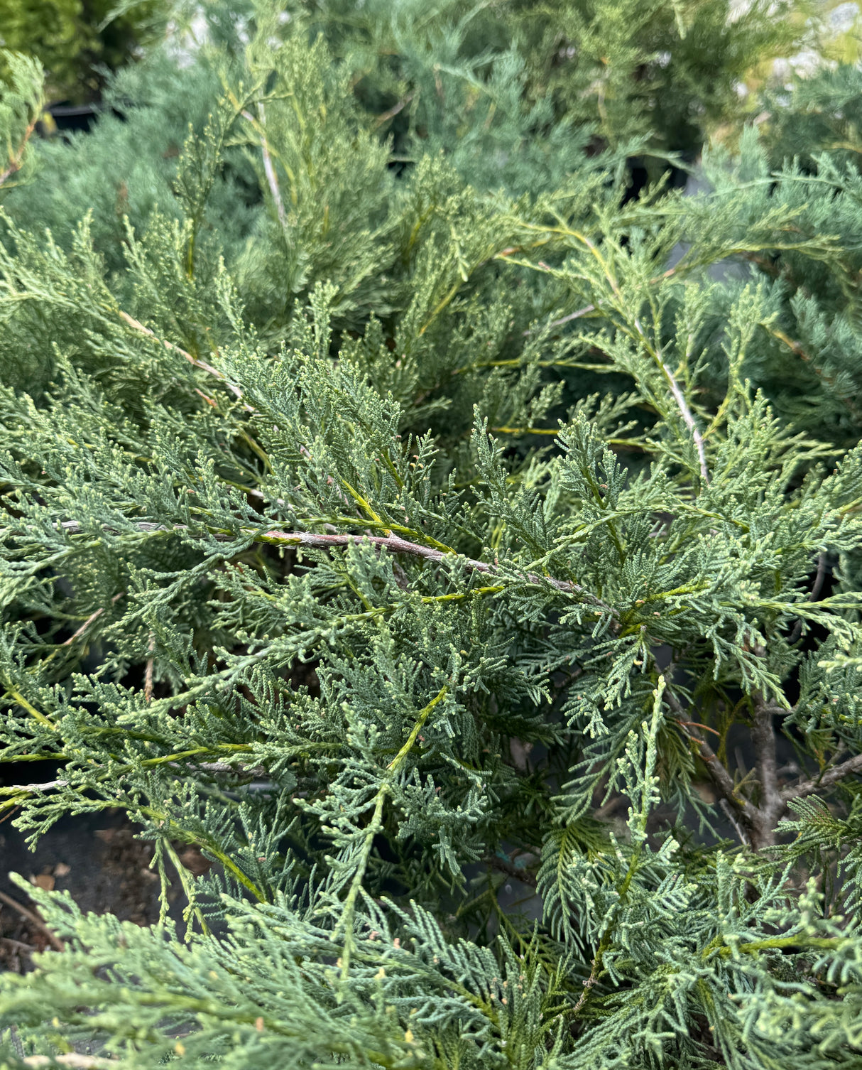 Juniper Grey Owl shrub close up