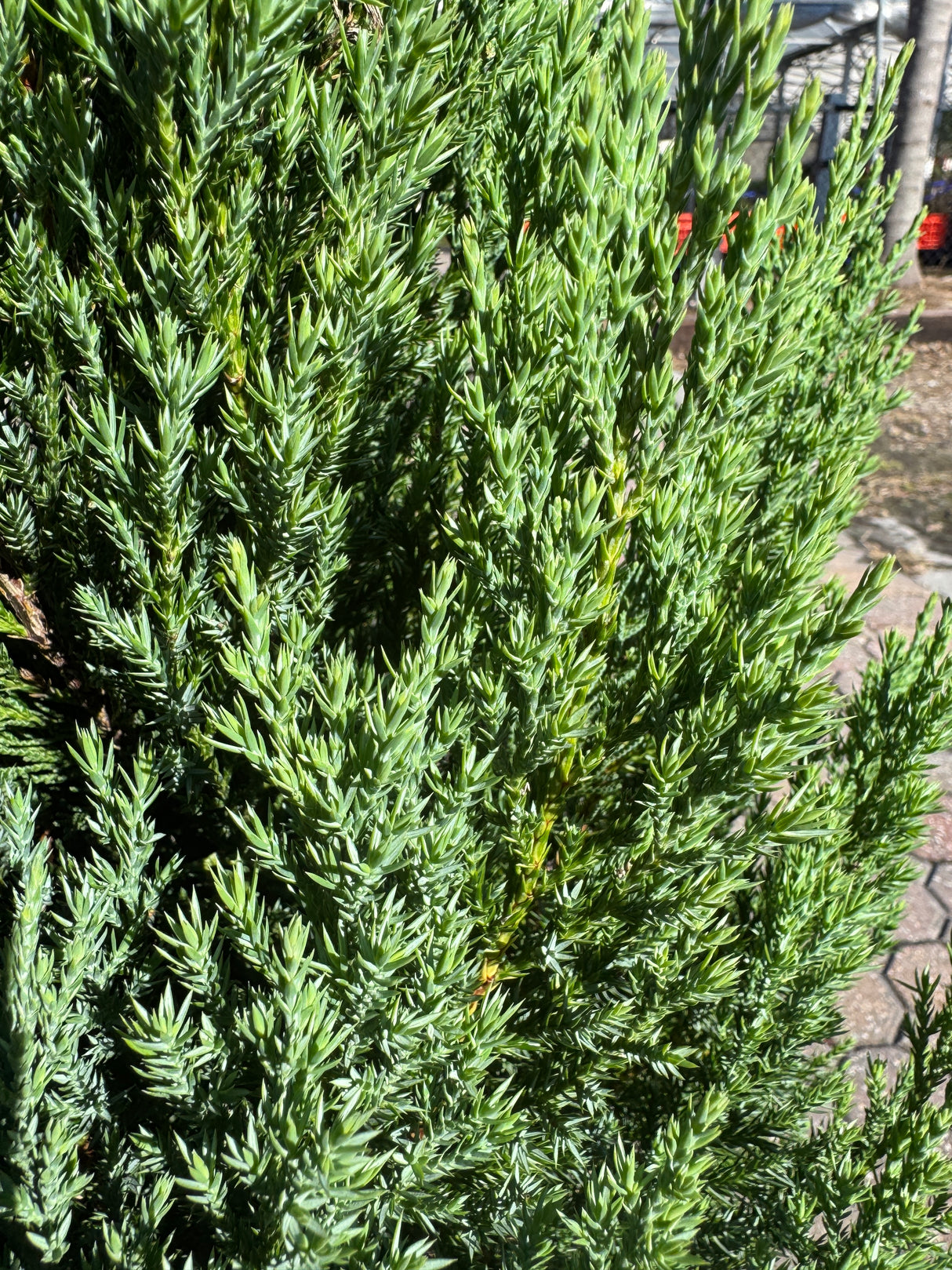 Green shrub with a blurred background