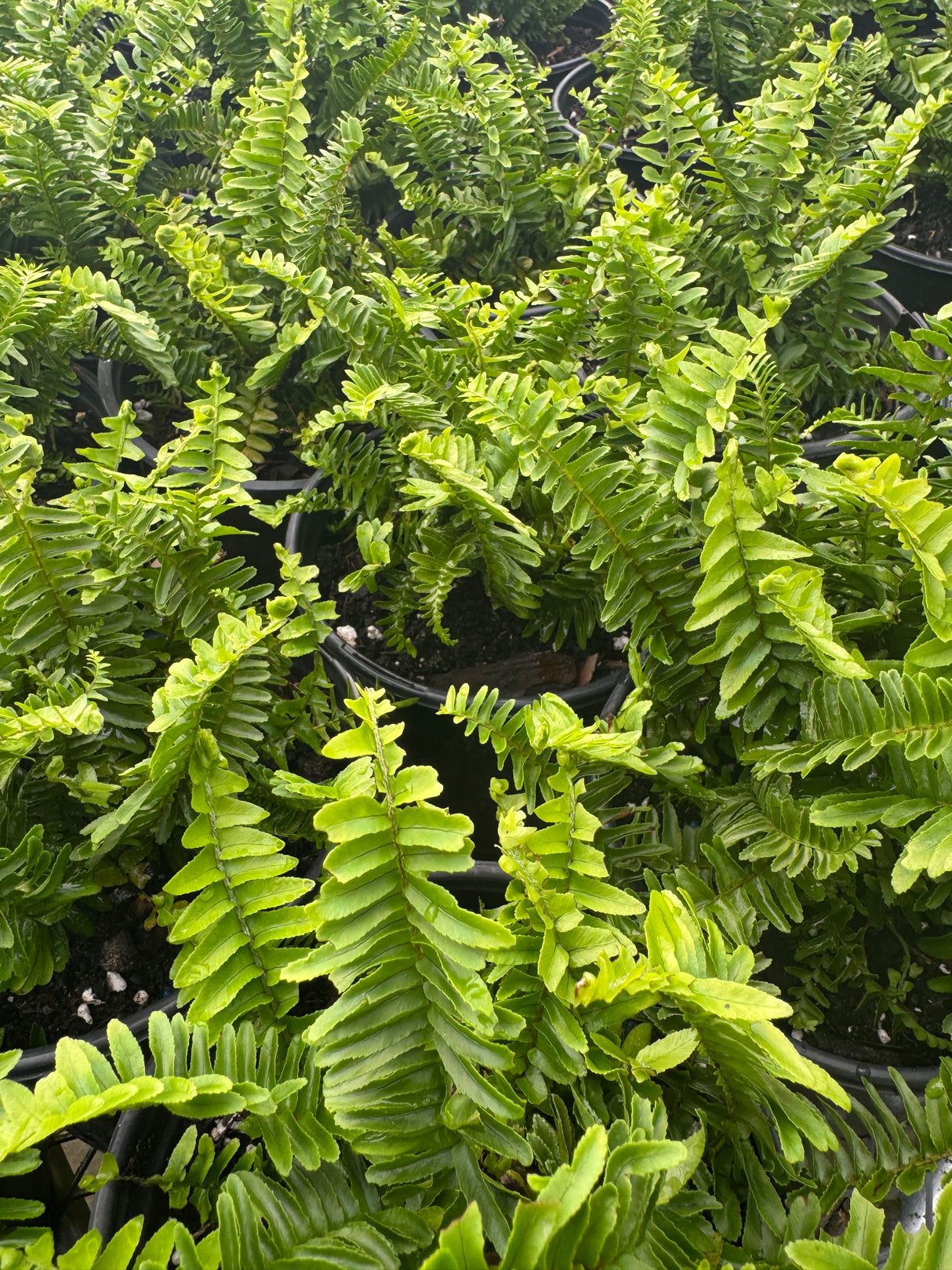 one gallon Kimberly Ferns in pots