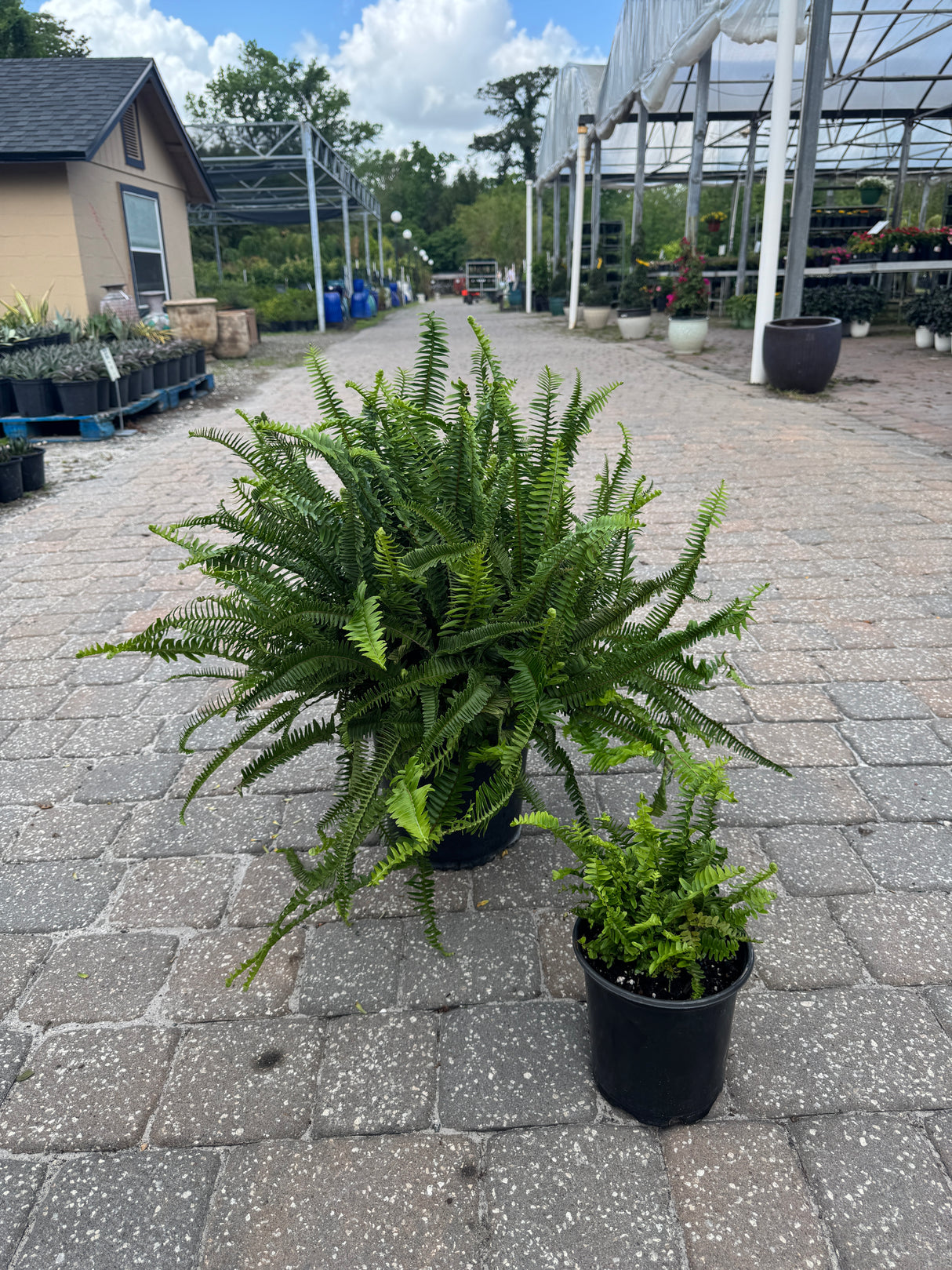 Kimberly Ferns in big and little sizes