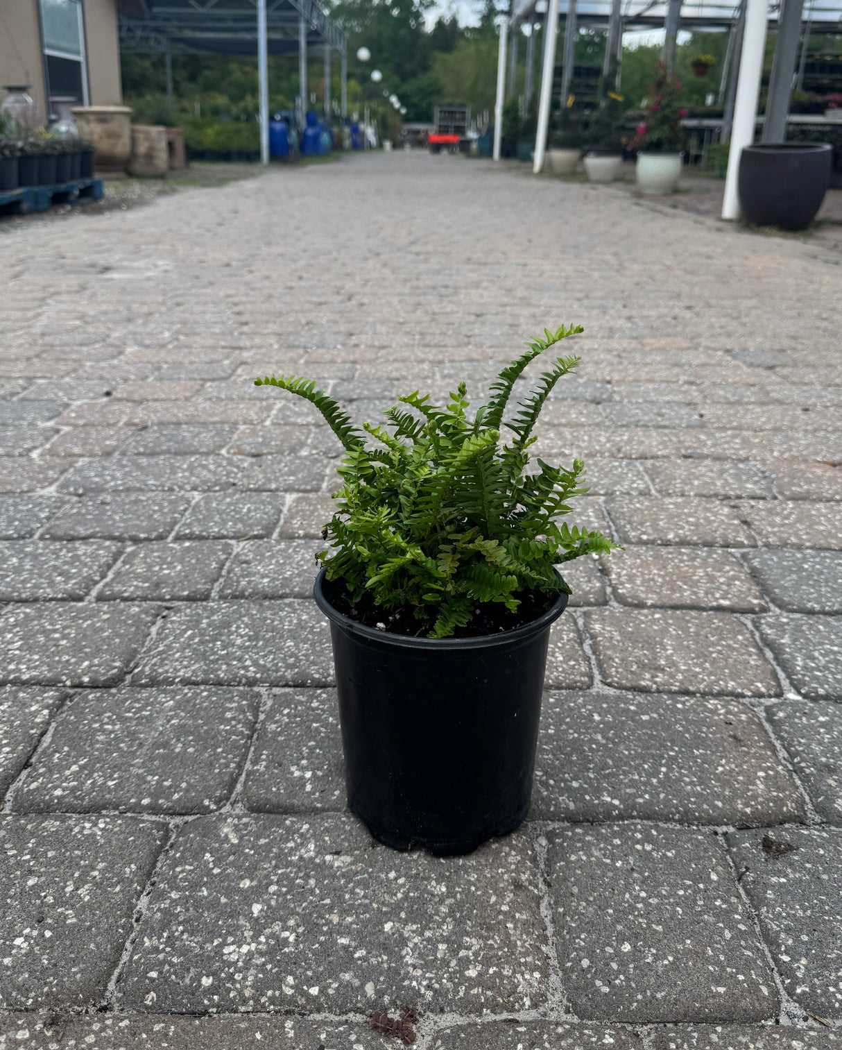 healthy one gallon Kimberly Fern