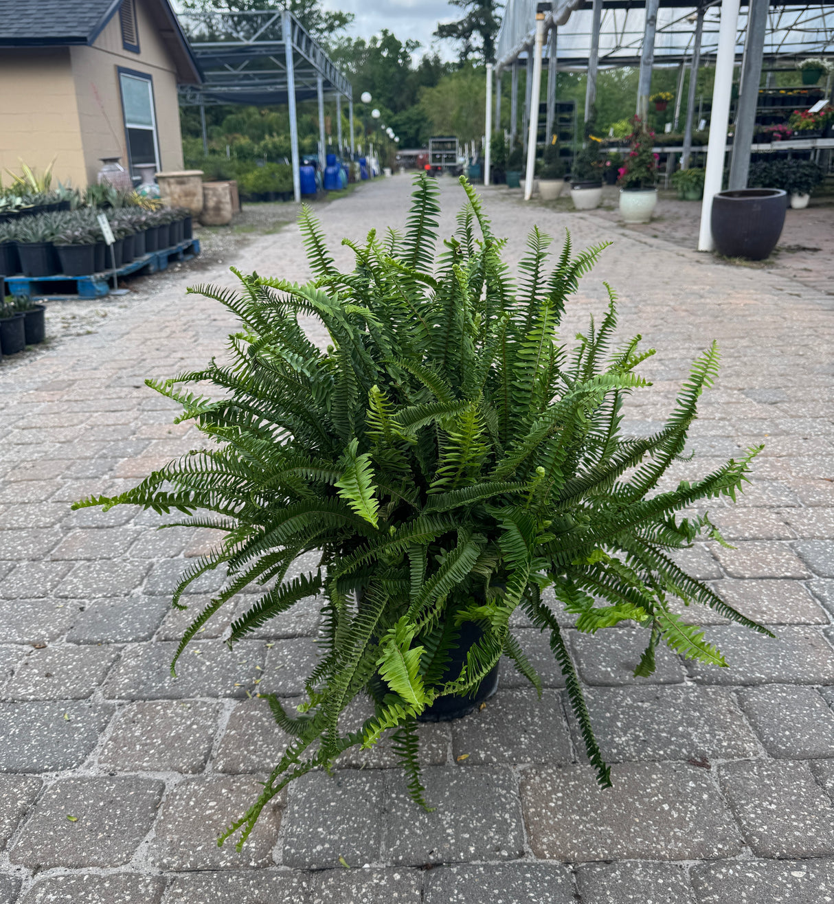 vibrant three-gallon Kimberly Fern