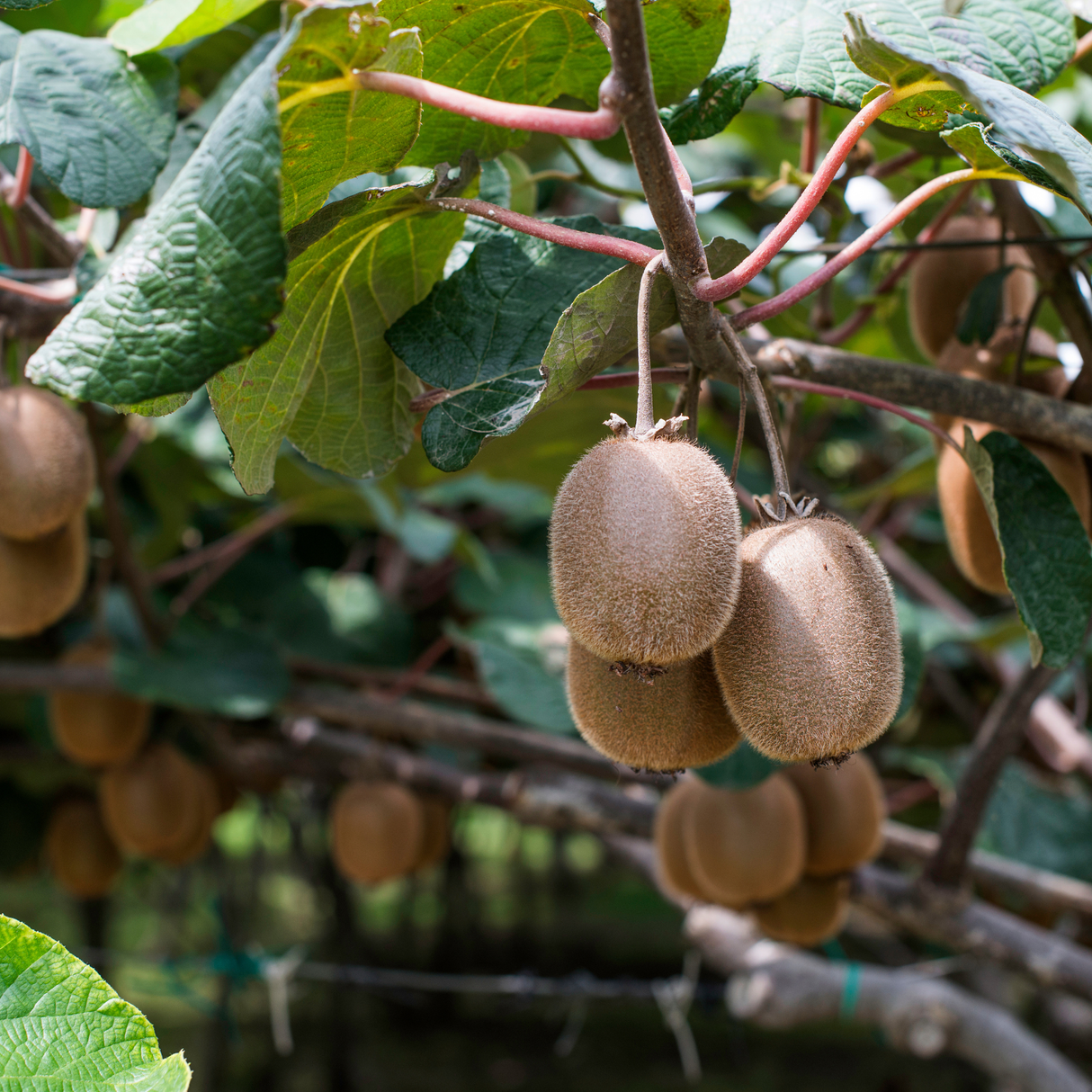 Kiwi