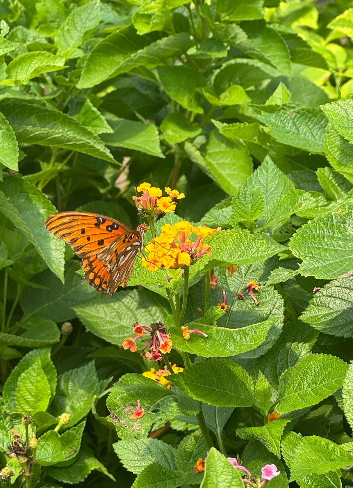 Butterfly on yellow flowers amidst green leaves