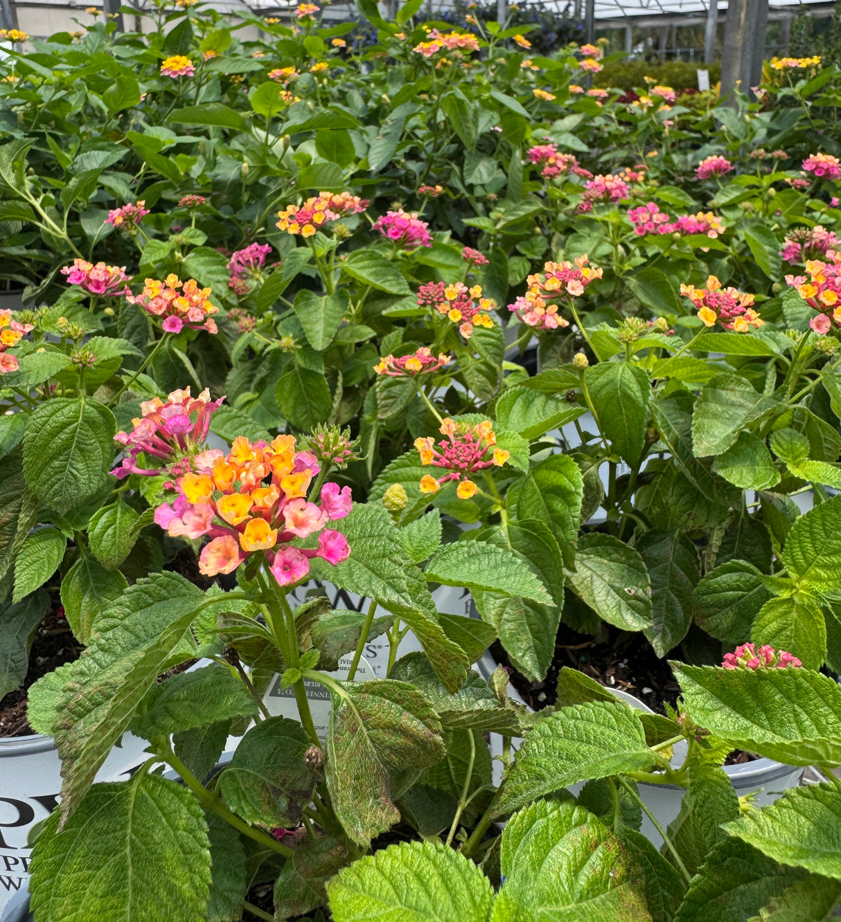 Bush of colorful flowers with green leaves in a greenhouse setting