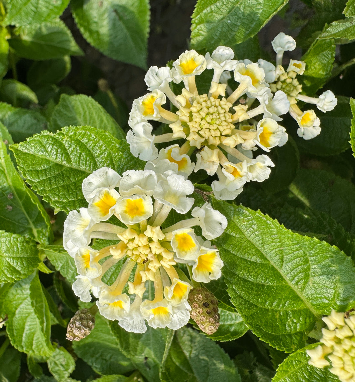 Close-up of white and yellow flowers with green leaves