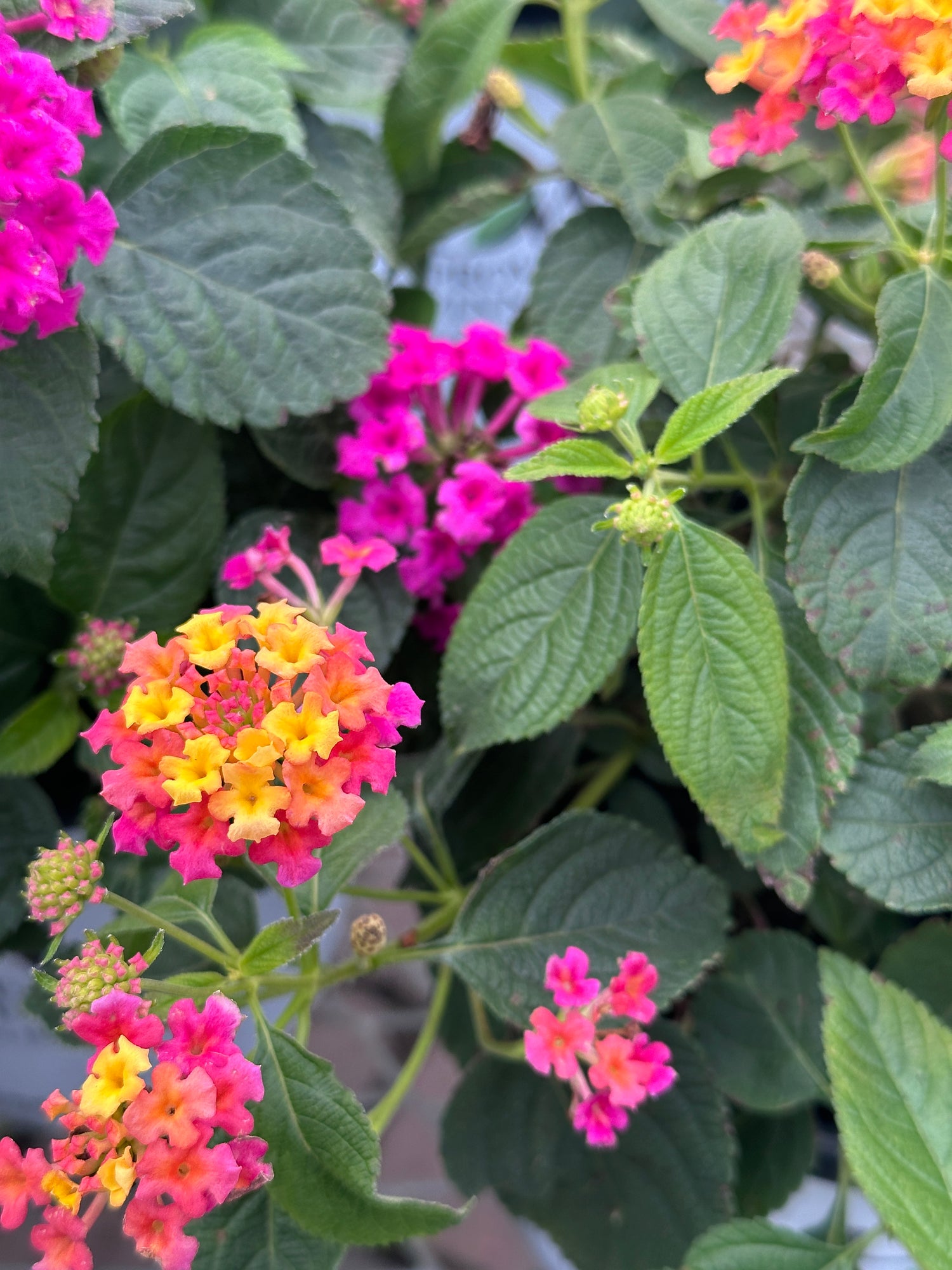 Close-up of colorful flowers with green leaves