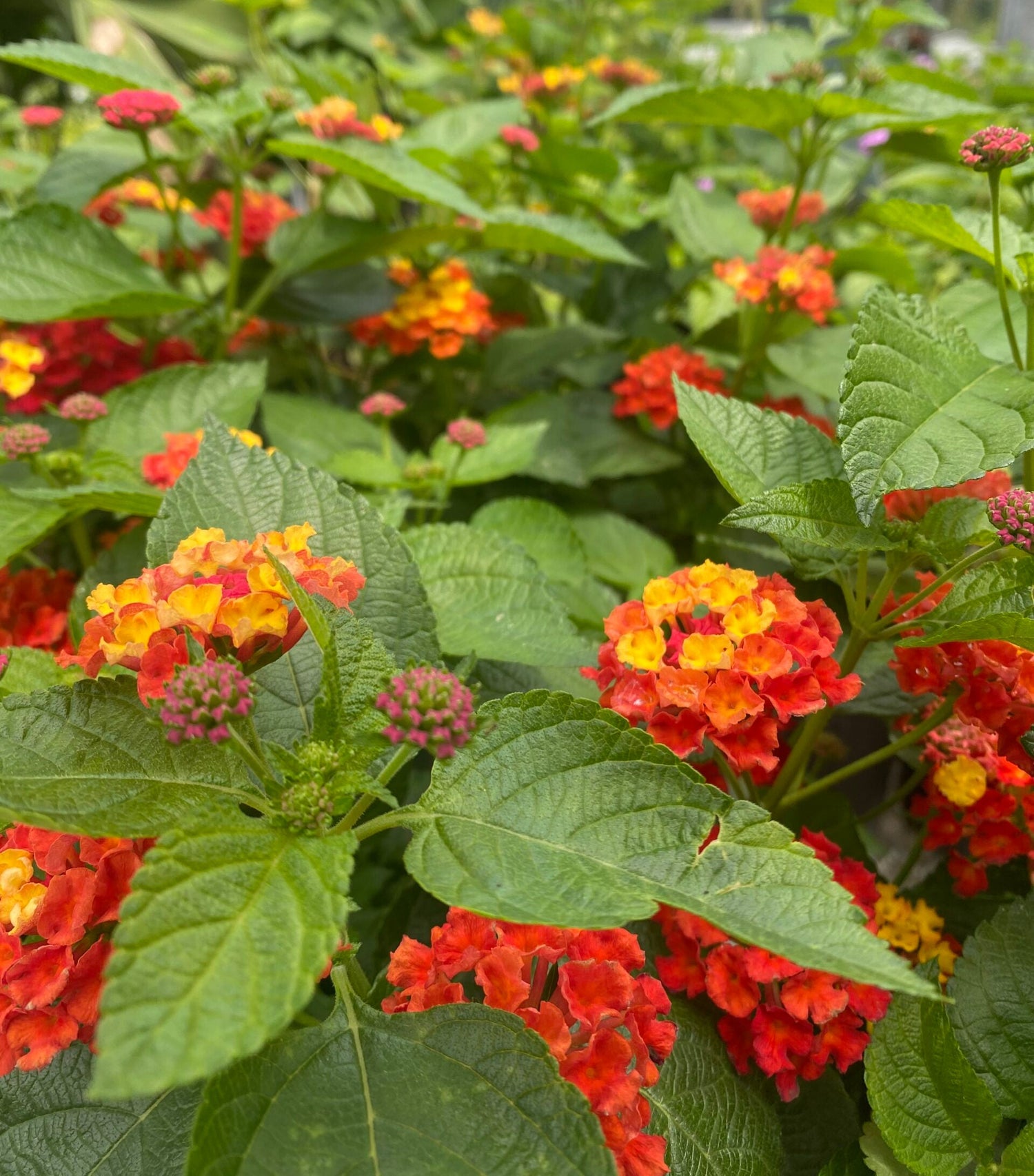 Lantana