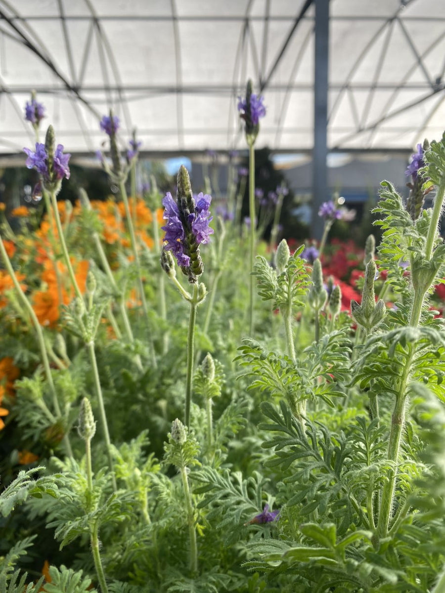lavender plants for sale amazon Lavender – Liberty Landscape Supply