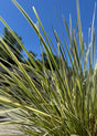 Lomandra Platinum Beauty up close of plant