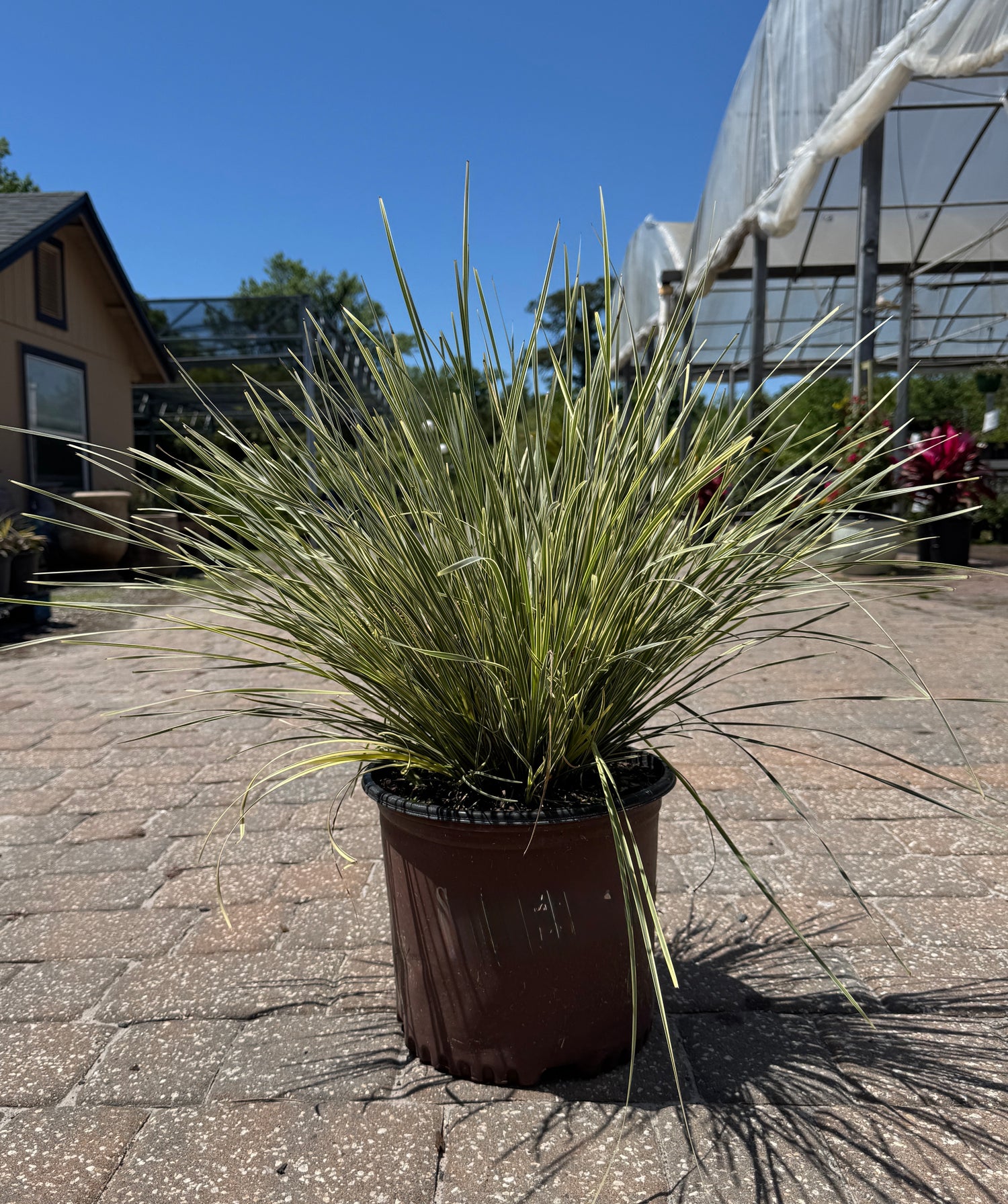 Lomandra Platinum Beauty plant in pot