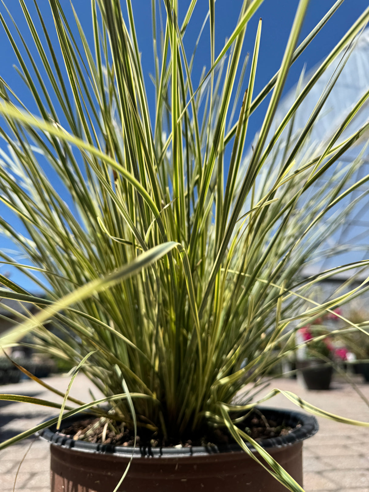 Lomandra Platinum Beauty grass