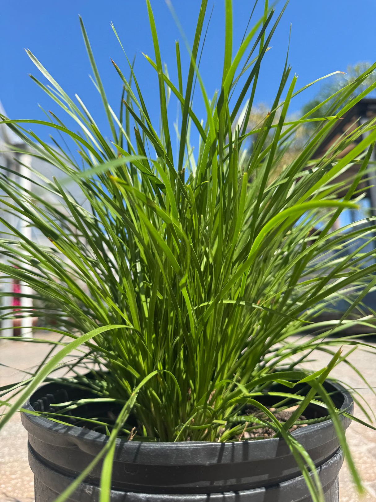 Lomandra Sea Grass plant for landscape