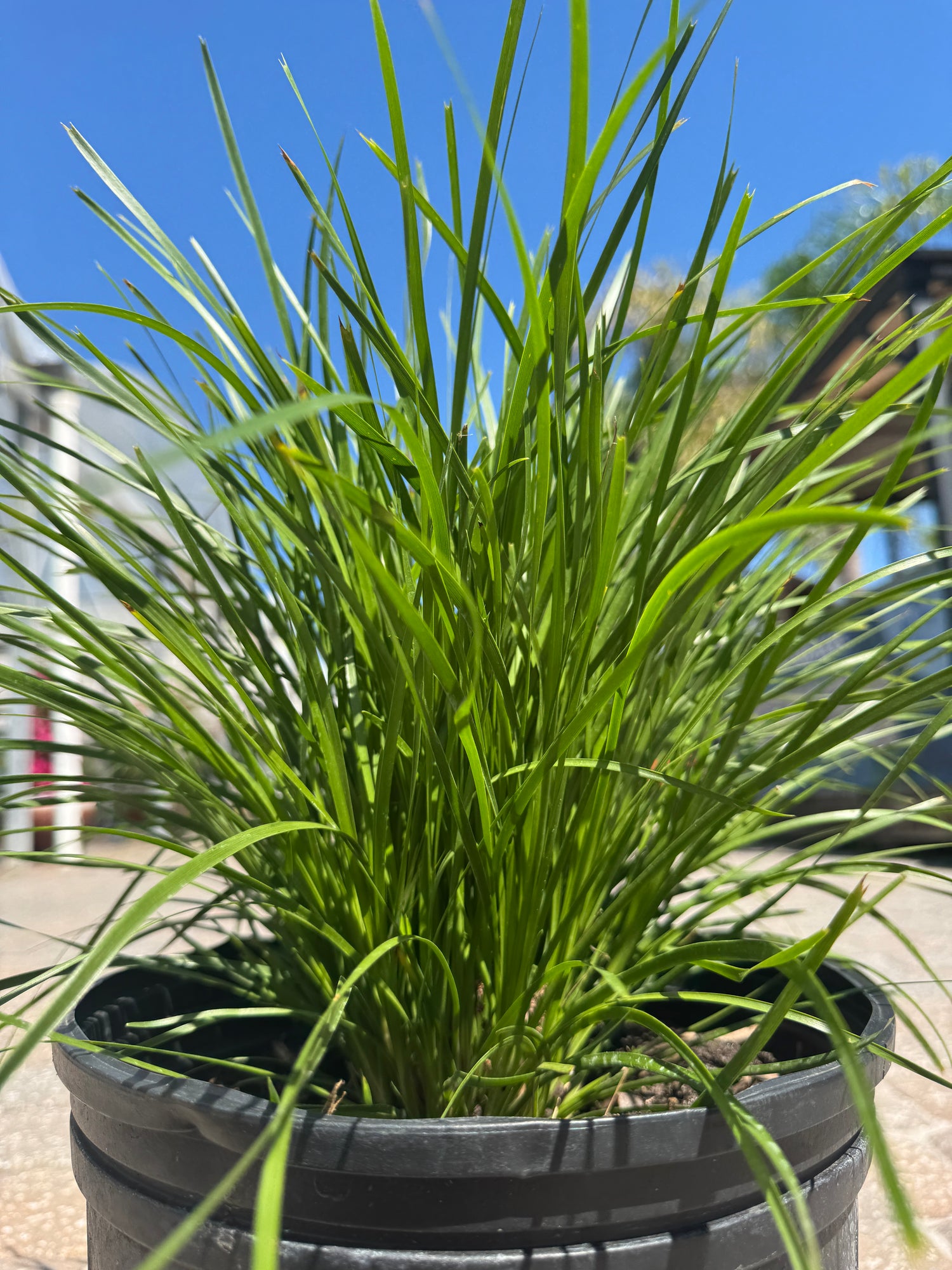 Lomandra Sea Grass plant for landscape