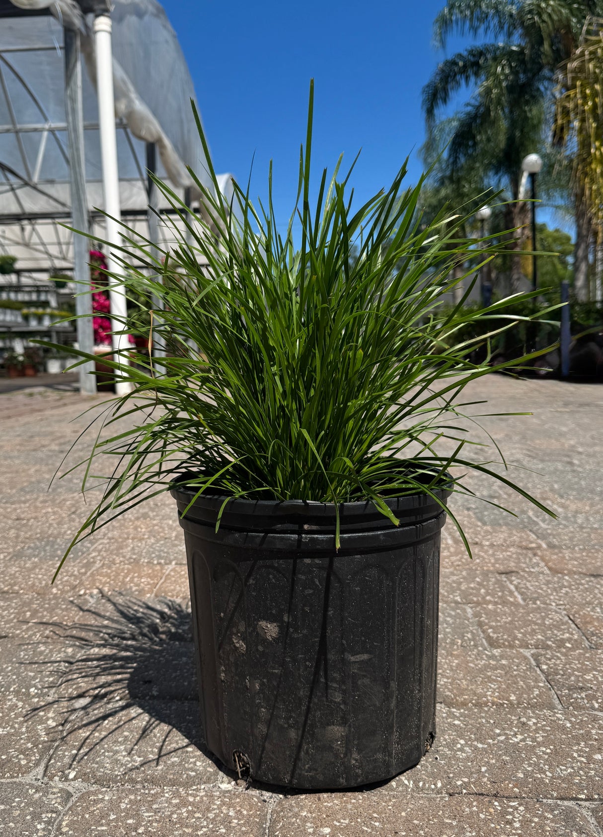 Lomandra Sea Grass Plant with tall green grass