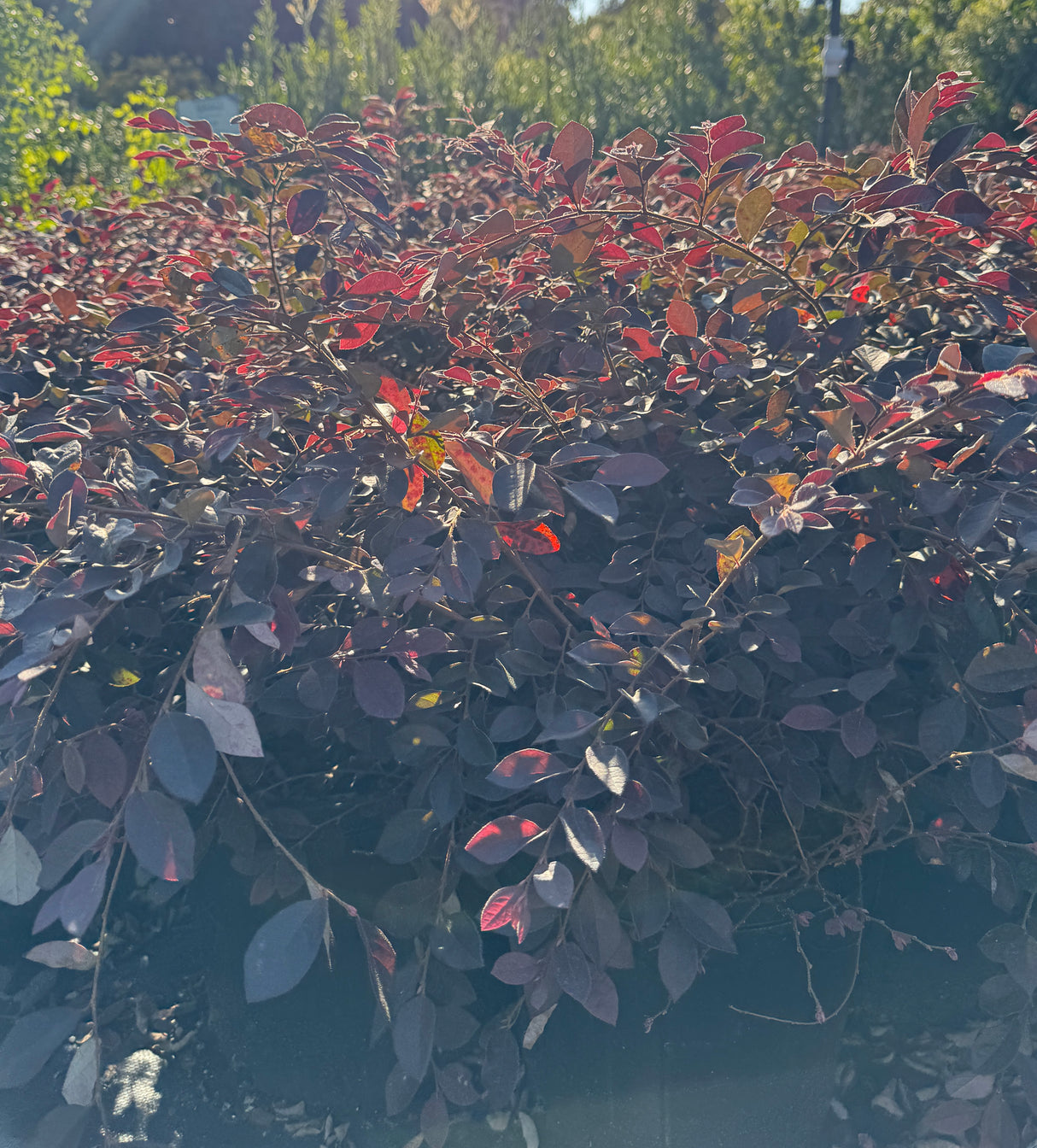 Loropetalum