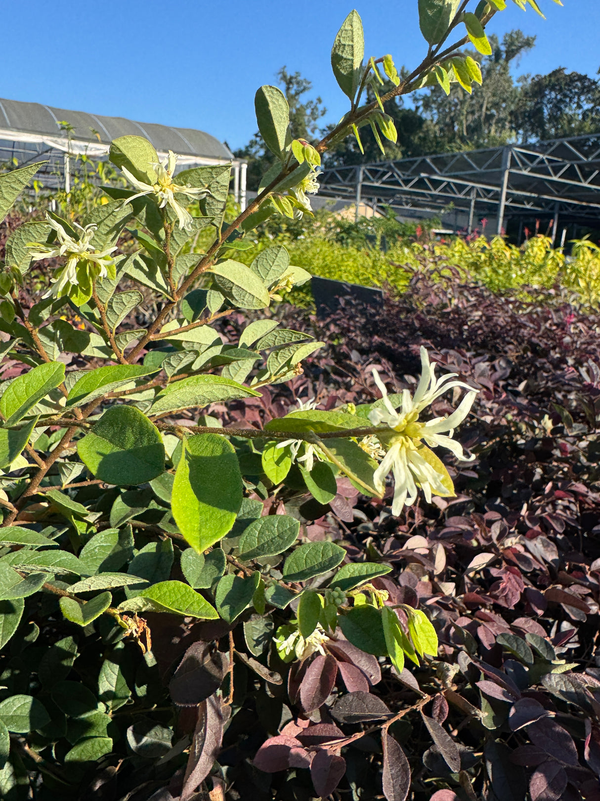 Loropetalum