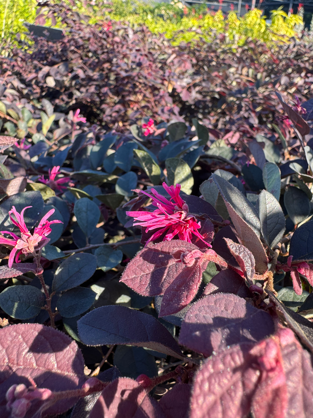 Loropetalum