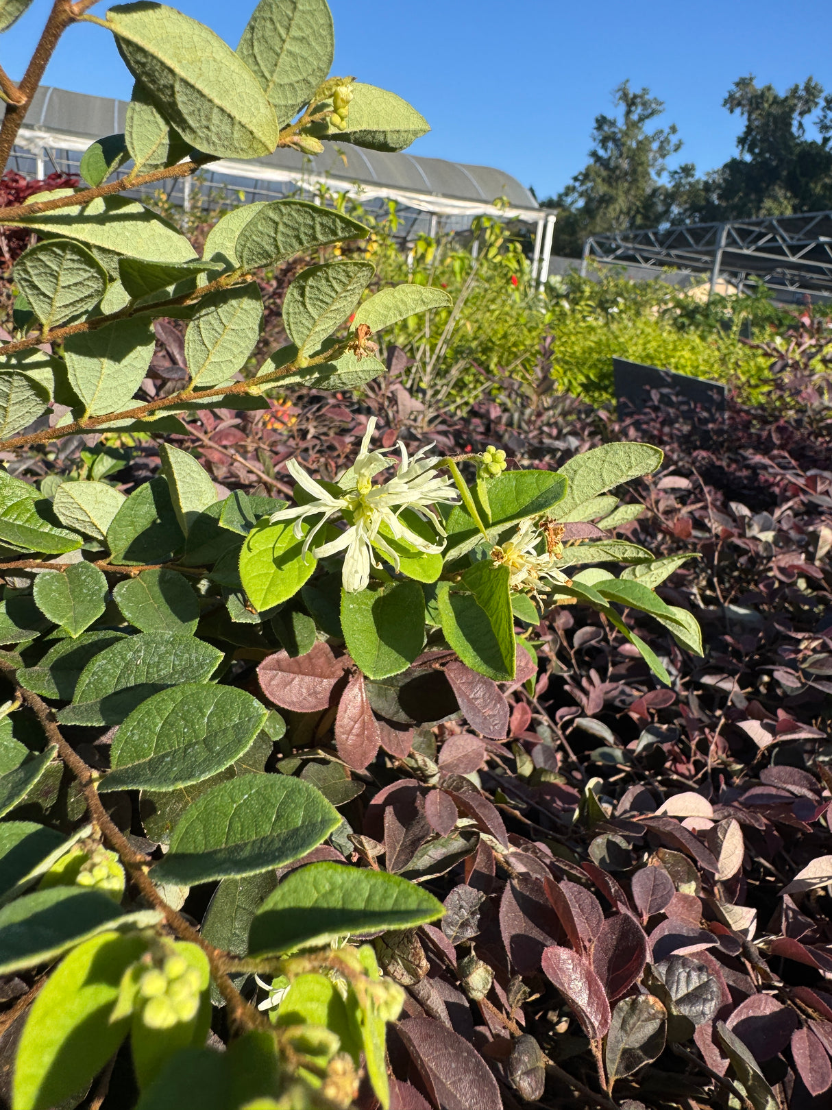 Loropetalum
