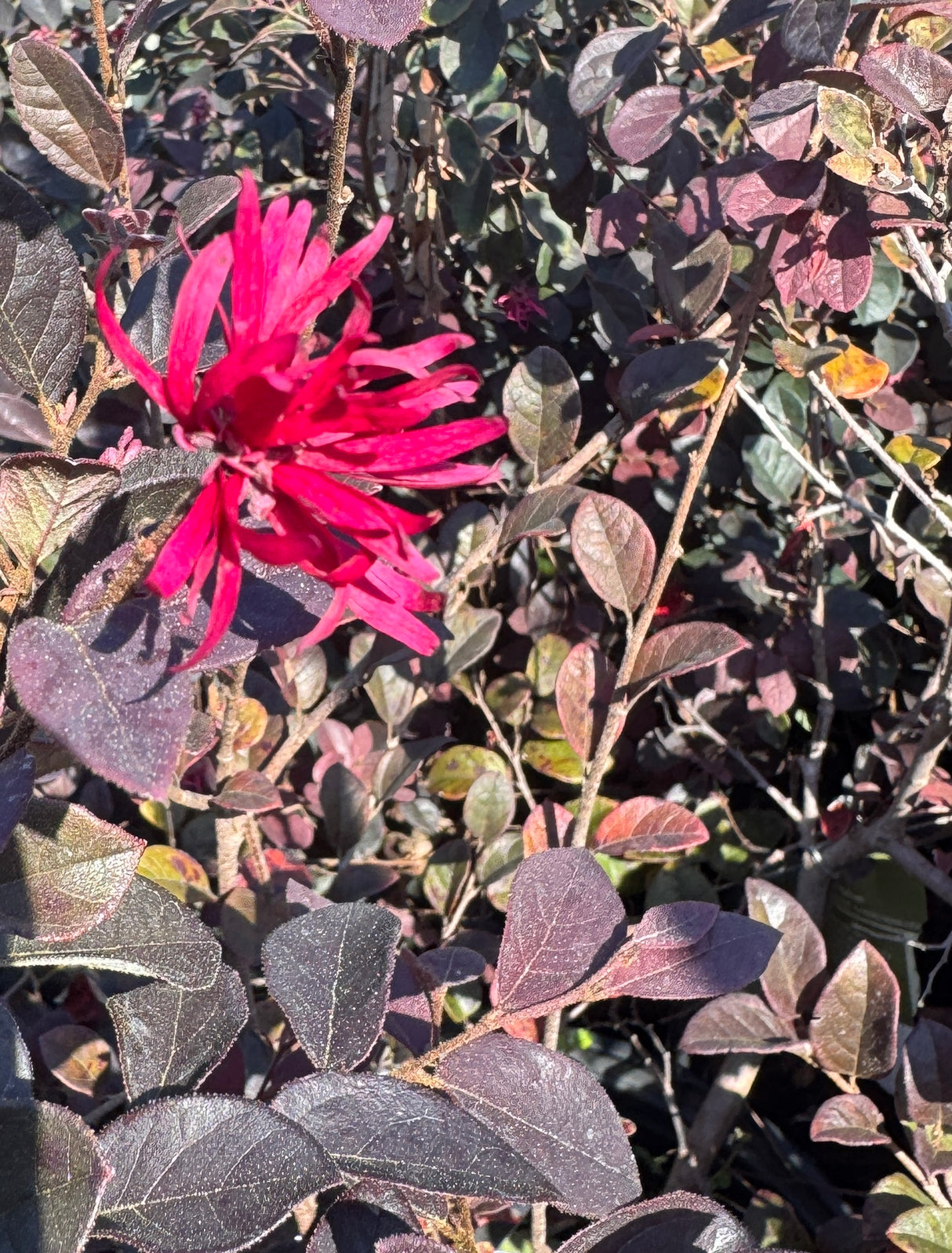 Loropetalum