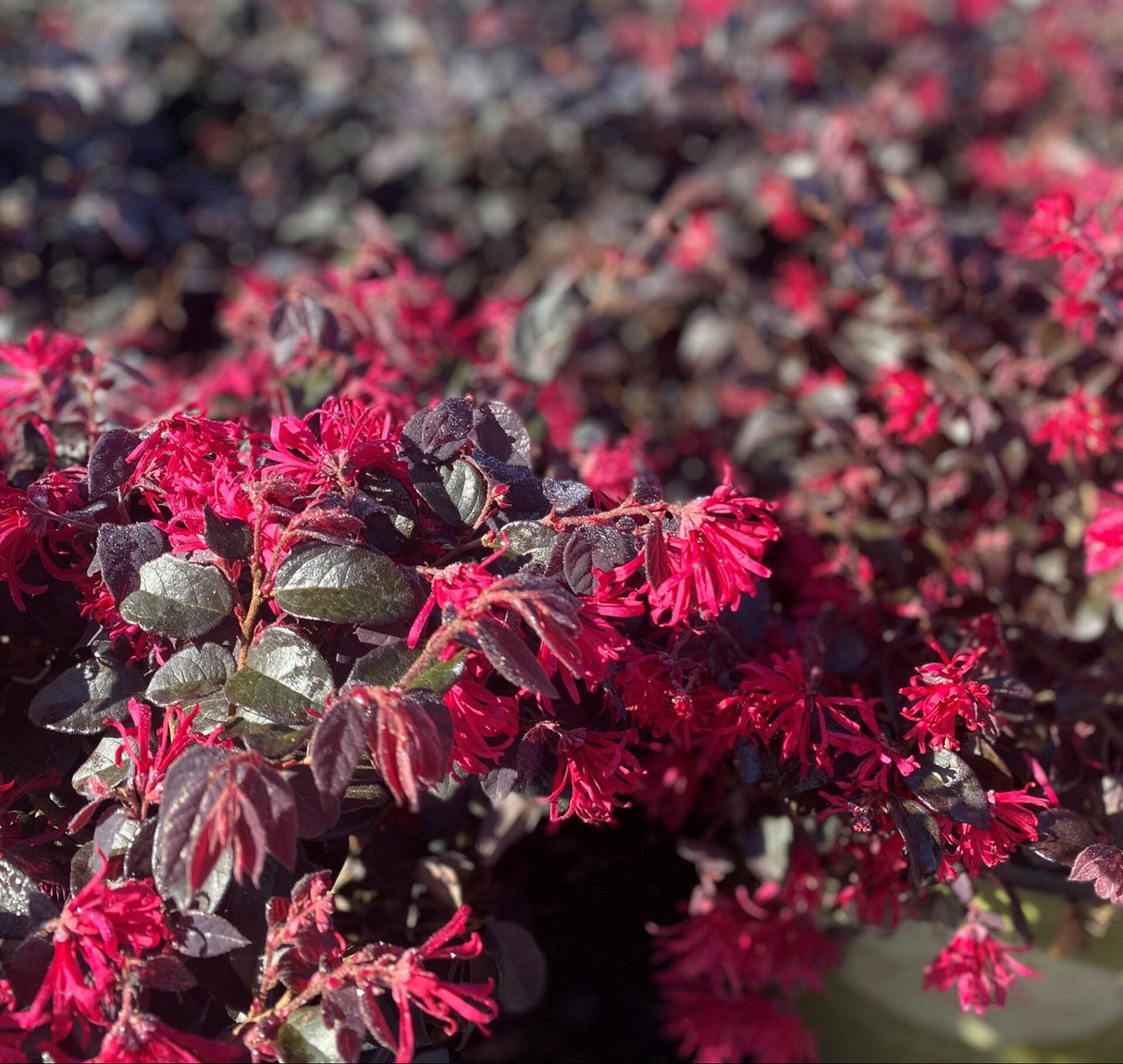 Close-up of a plant with red flowers and burgundy leaves
