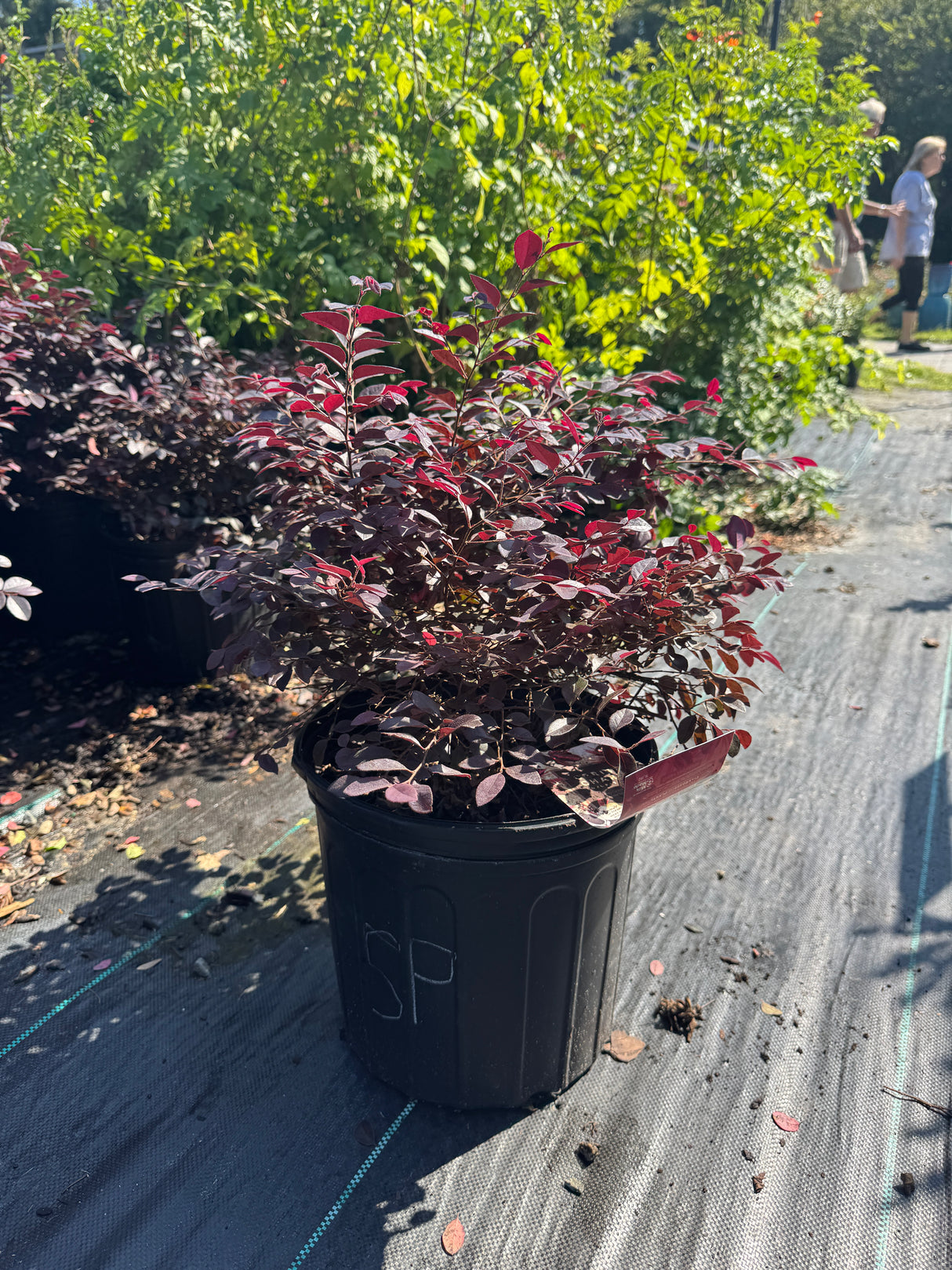 Loropetalum
