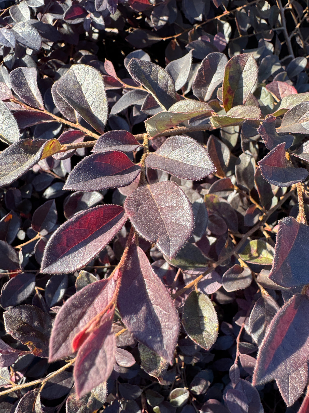 Loropetalum