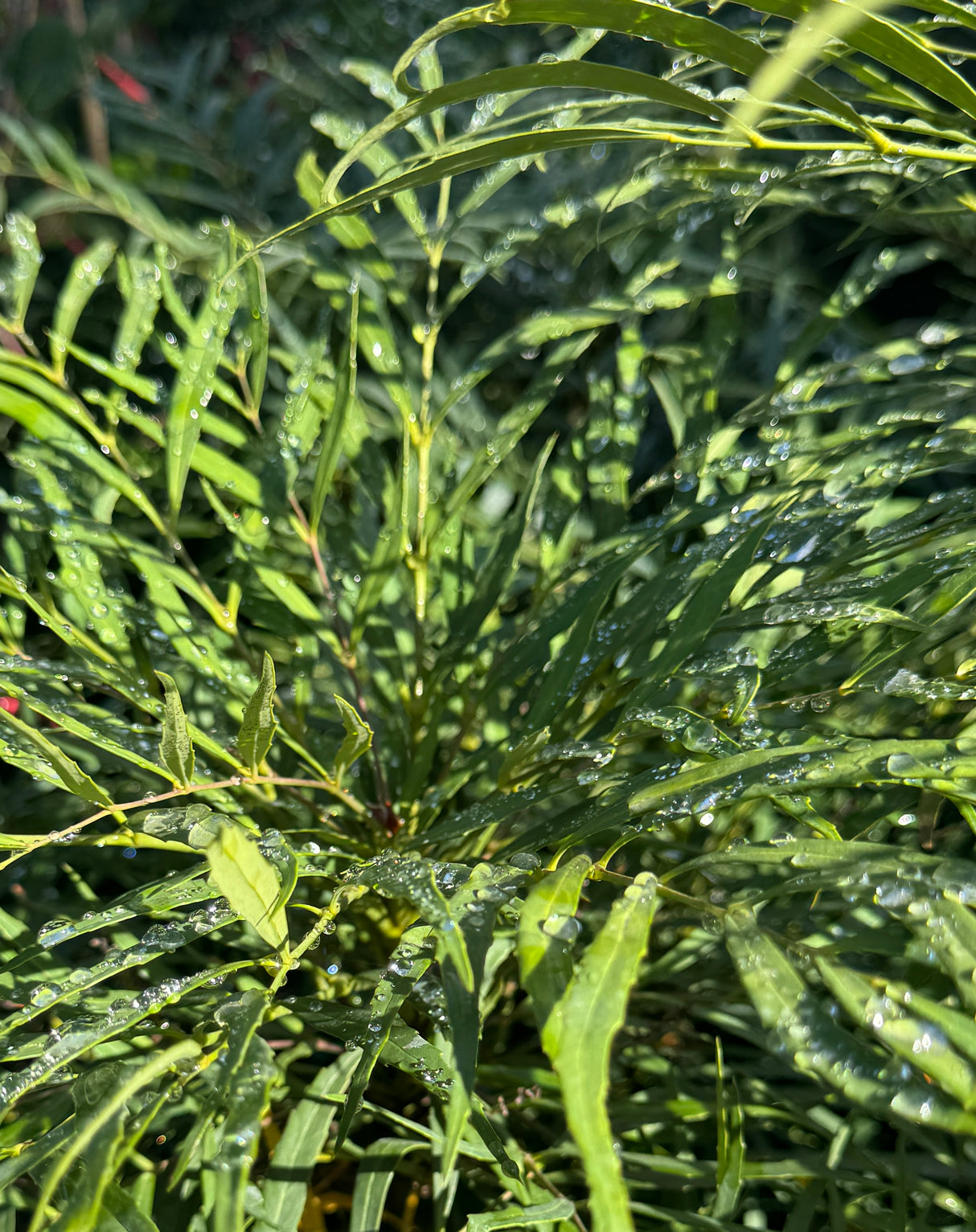 Mahonia plant with green leaves
