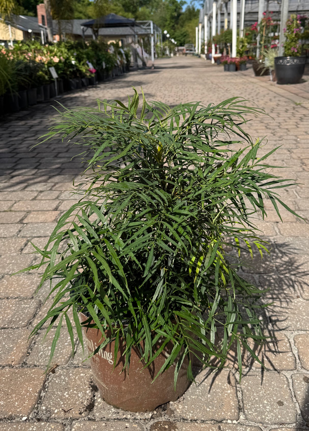 Mahonia plant with shades of green leaves