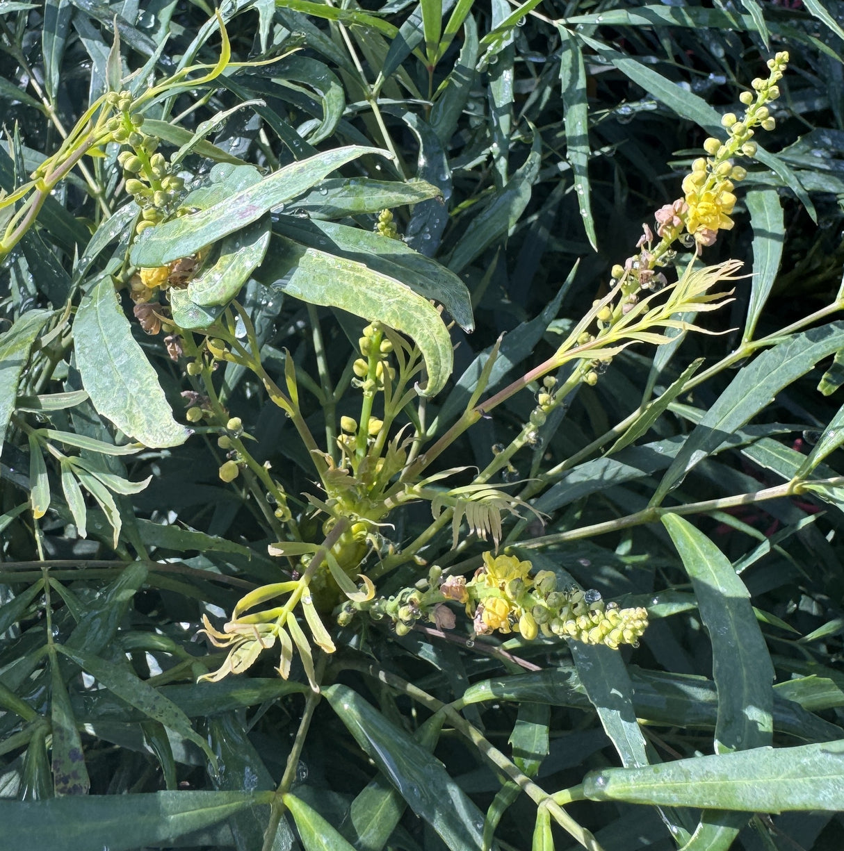 Mahonia leaves with buds