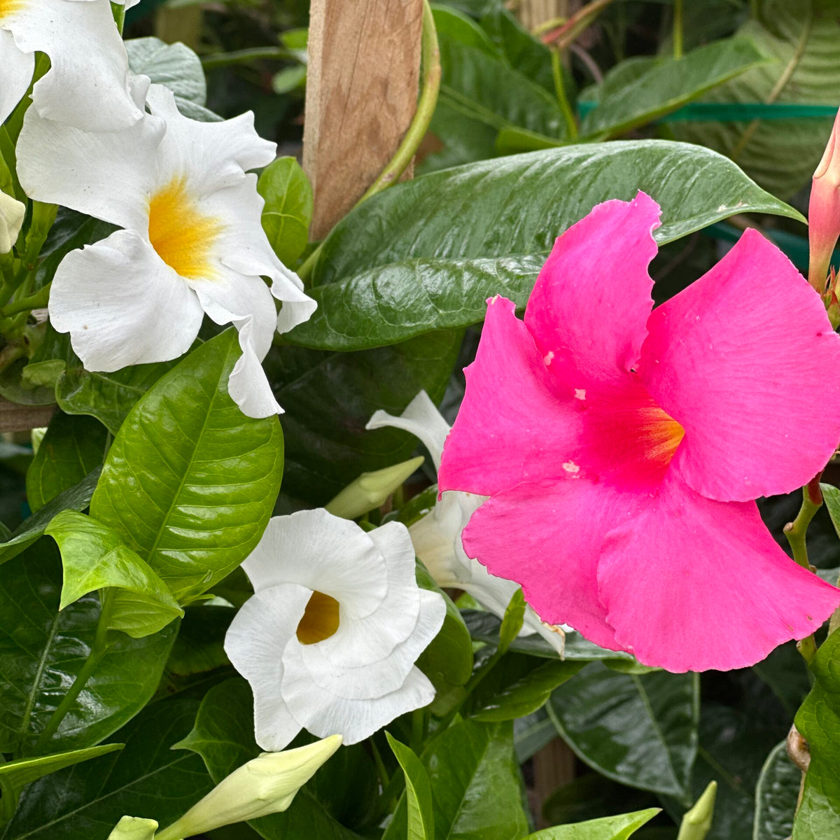 fertilizing mandevilla plant Mandevilla – Liberty Landscape Supply
