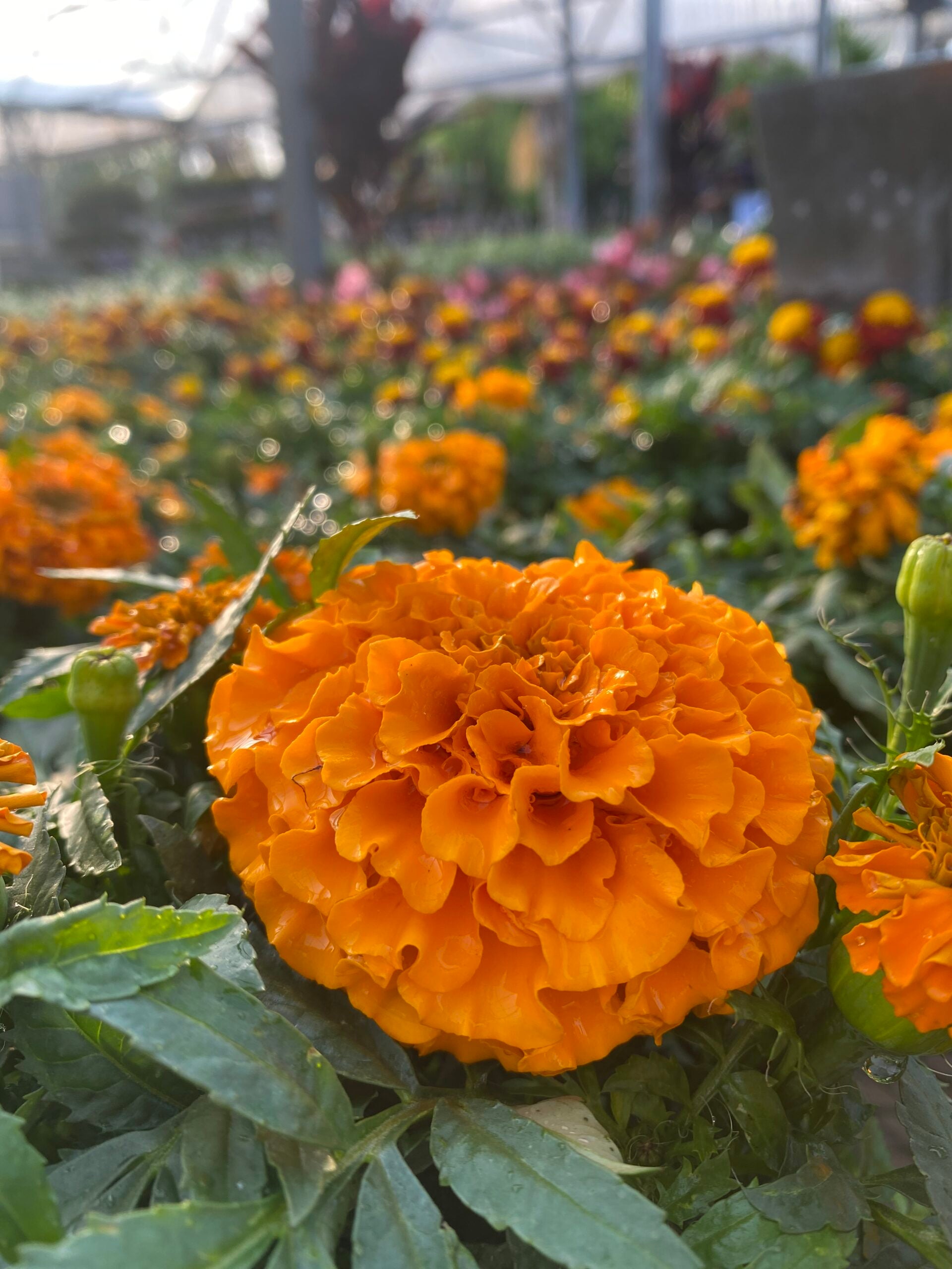 Marigold – Liberty Landscape Supply