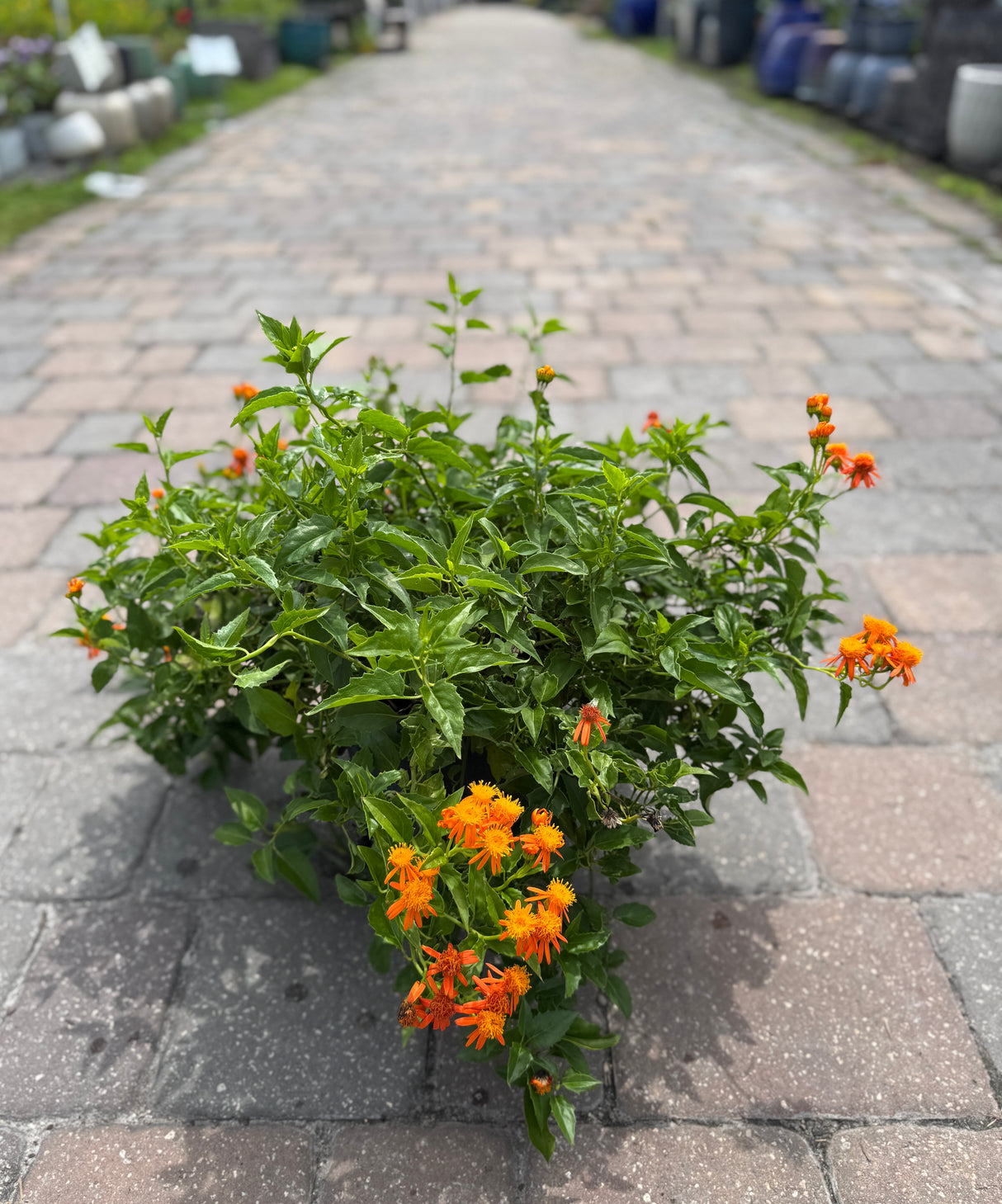 blooming Mexican flame vine in three-gallon pot
