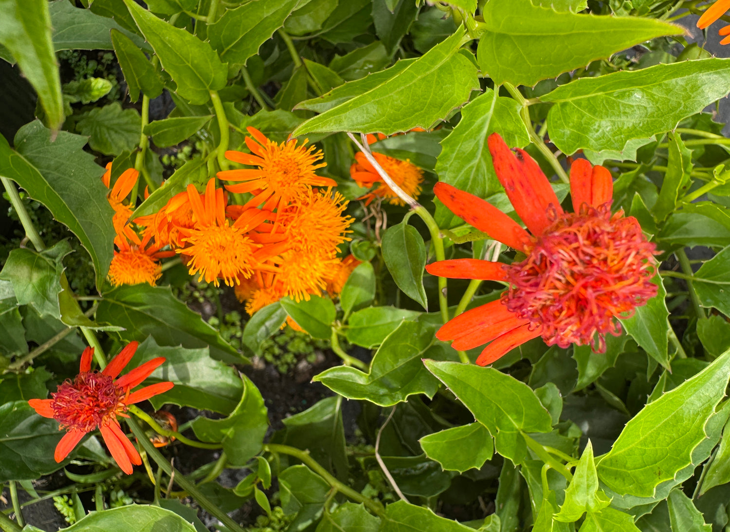 red and range flowers on Mexican flame vine