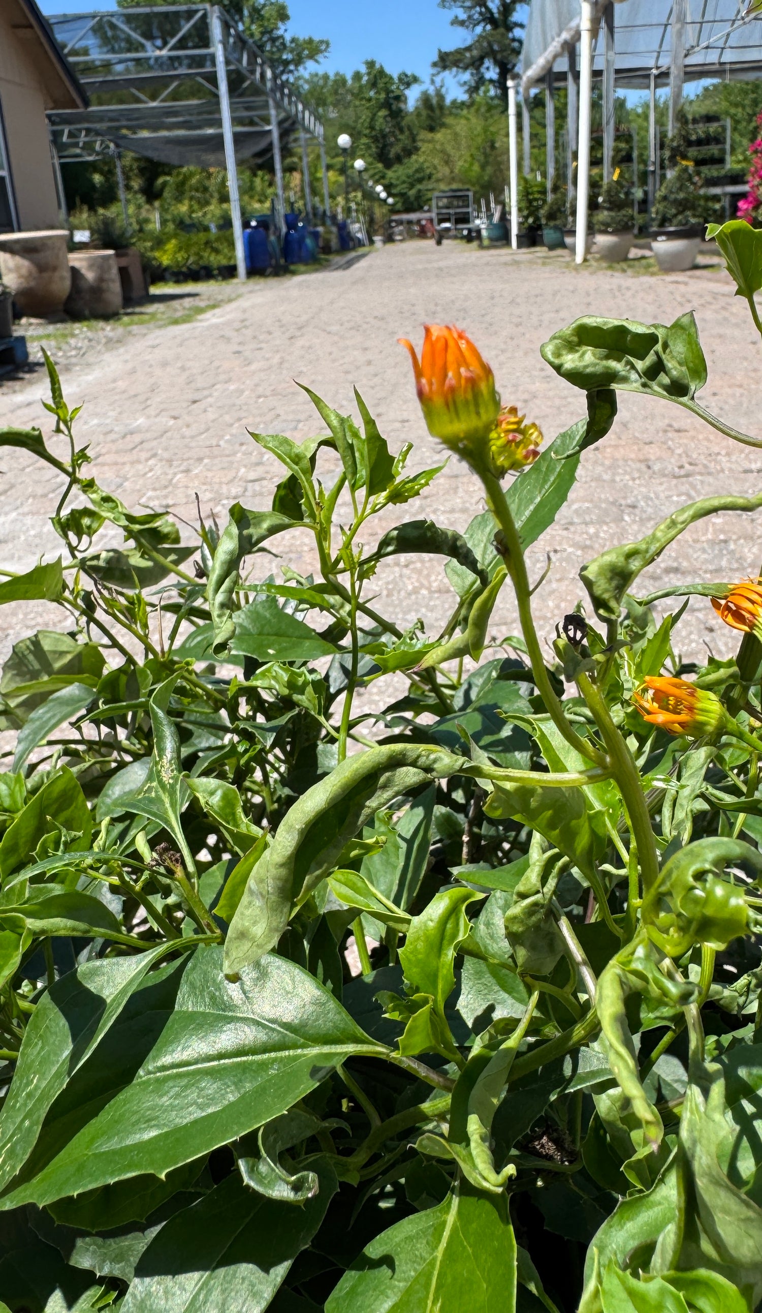 orange flowers on Mexican Flame Vine