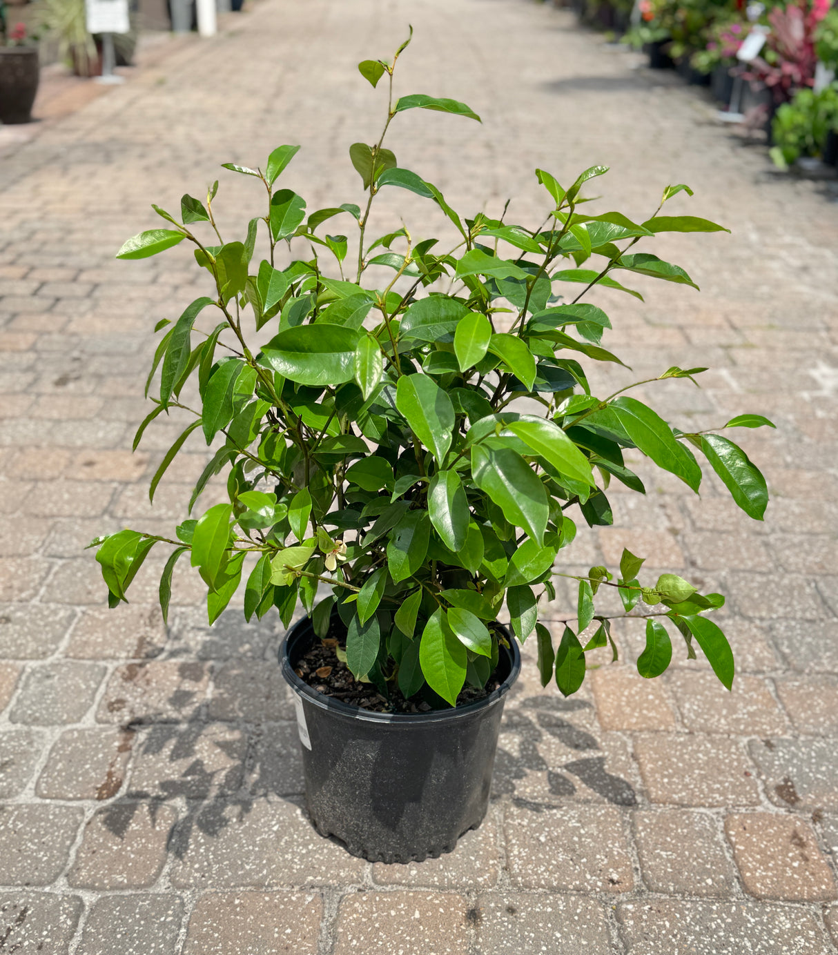 Banna Shrub in three-gallon pot