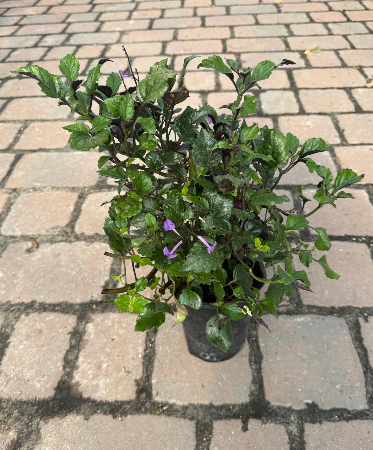Potted plant on a brick pavement