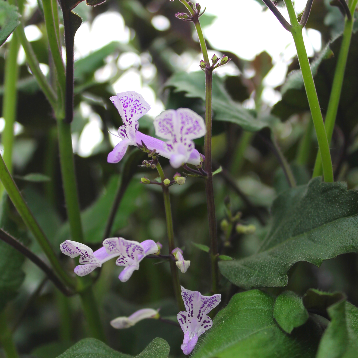 plectranthus mona lavender plant care Mona Lavender – Liberty Landscape Supply