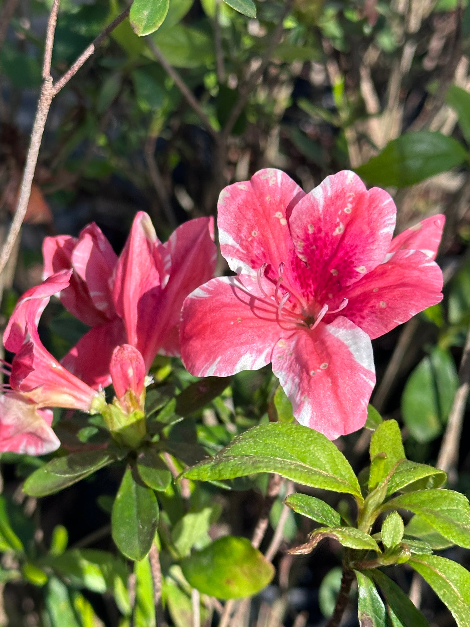 Monrovia Azalea with white and pink flowers