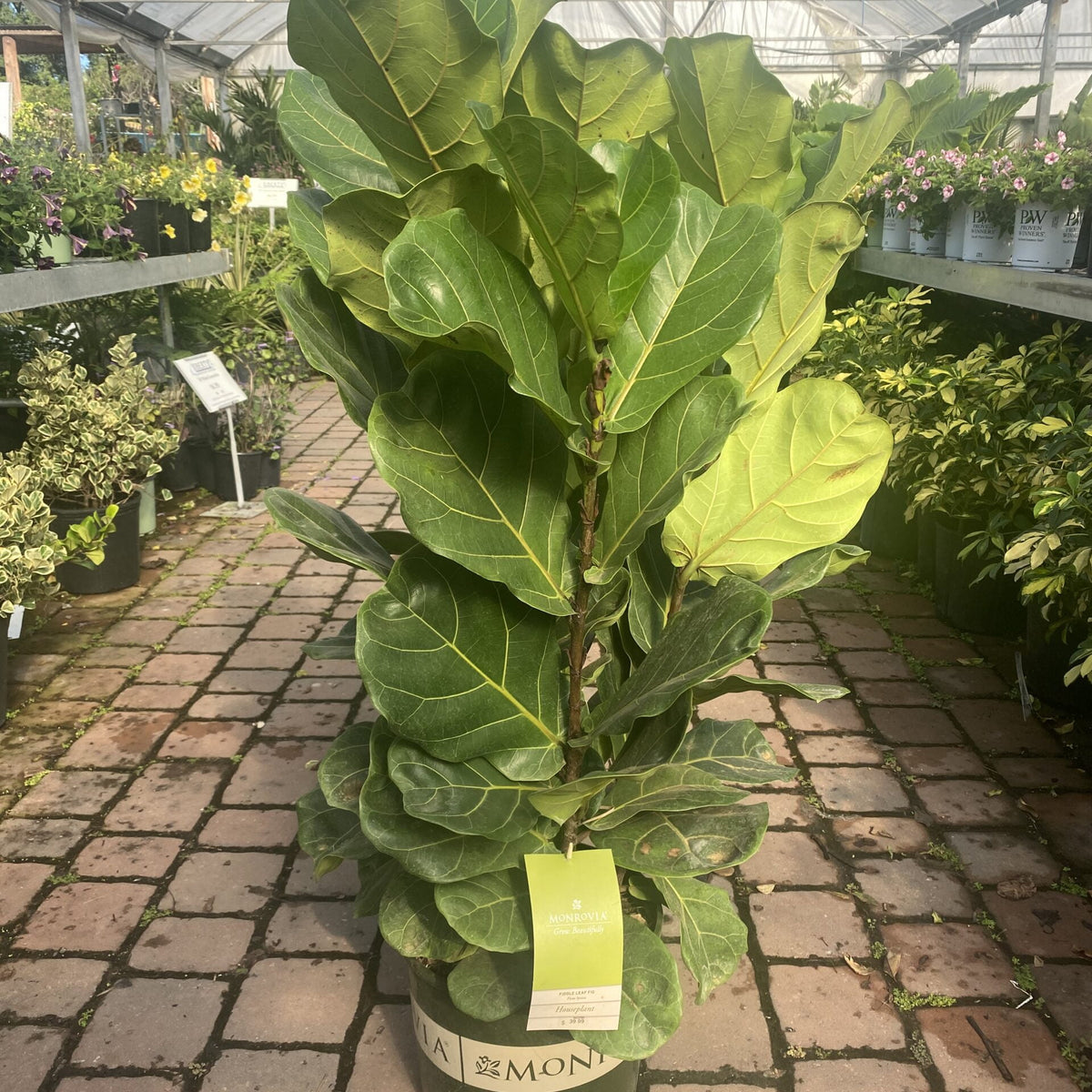 where to buy large fiddle leaf fig tree Fiddle Leaf Fig – Liberty Landscape Supply