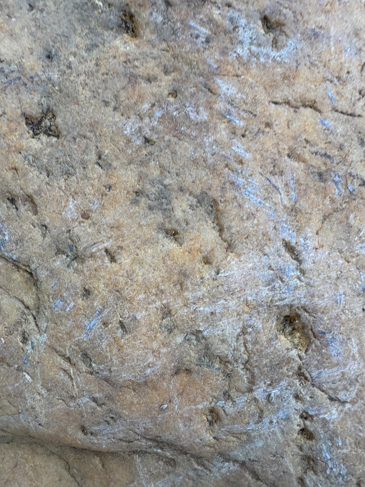 Close-up of a textured North Caroline stone surface with variations in color and pattern