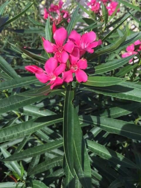 Oleander
