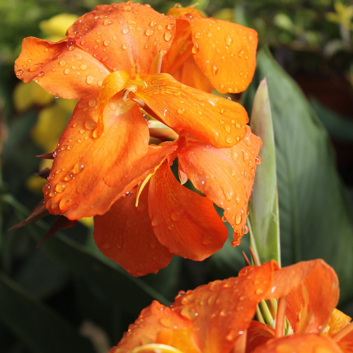 canna lily flower Canna Lily – Liberty Landscape Supply