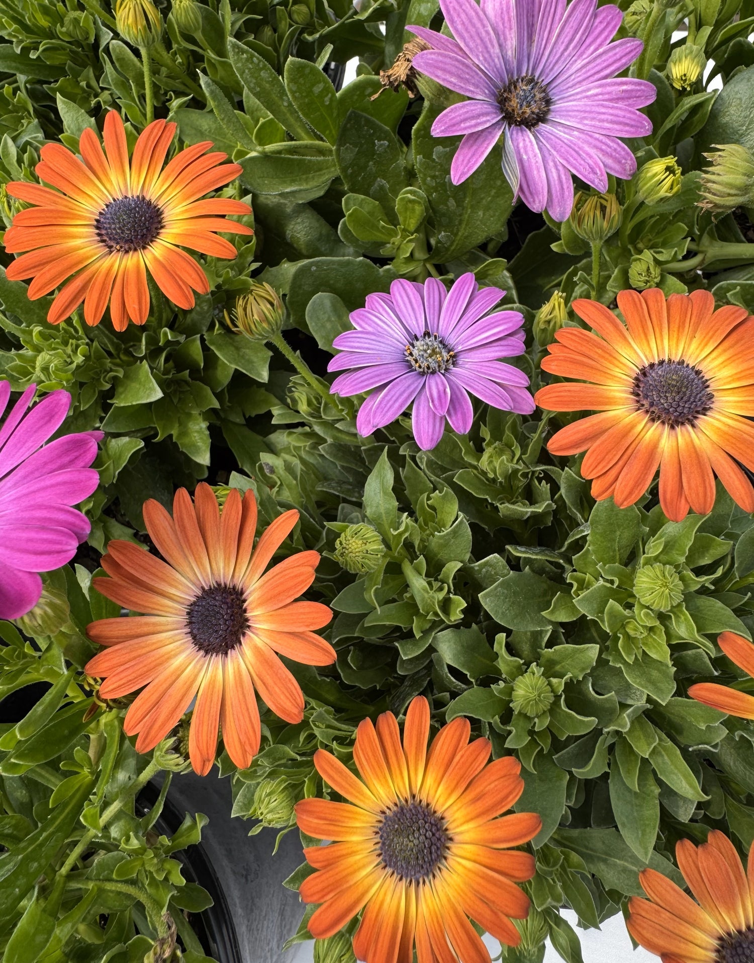 osteospermum plants with vibrant flowers