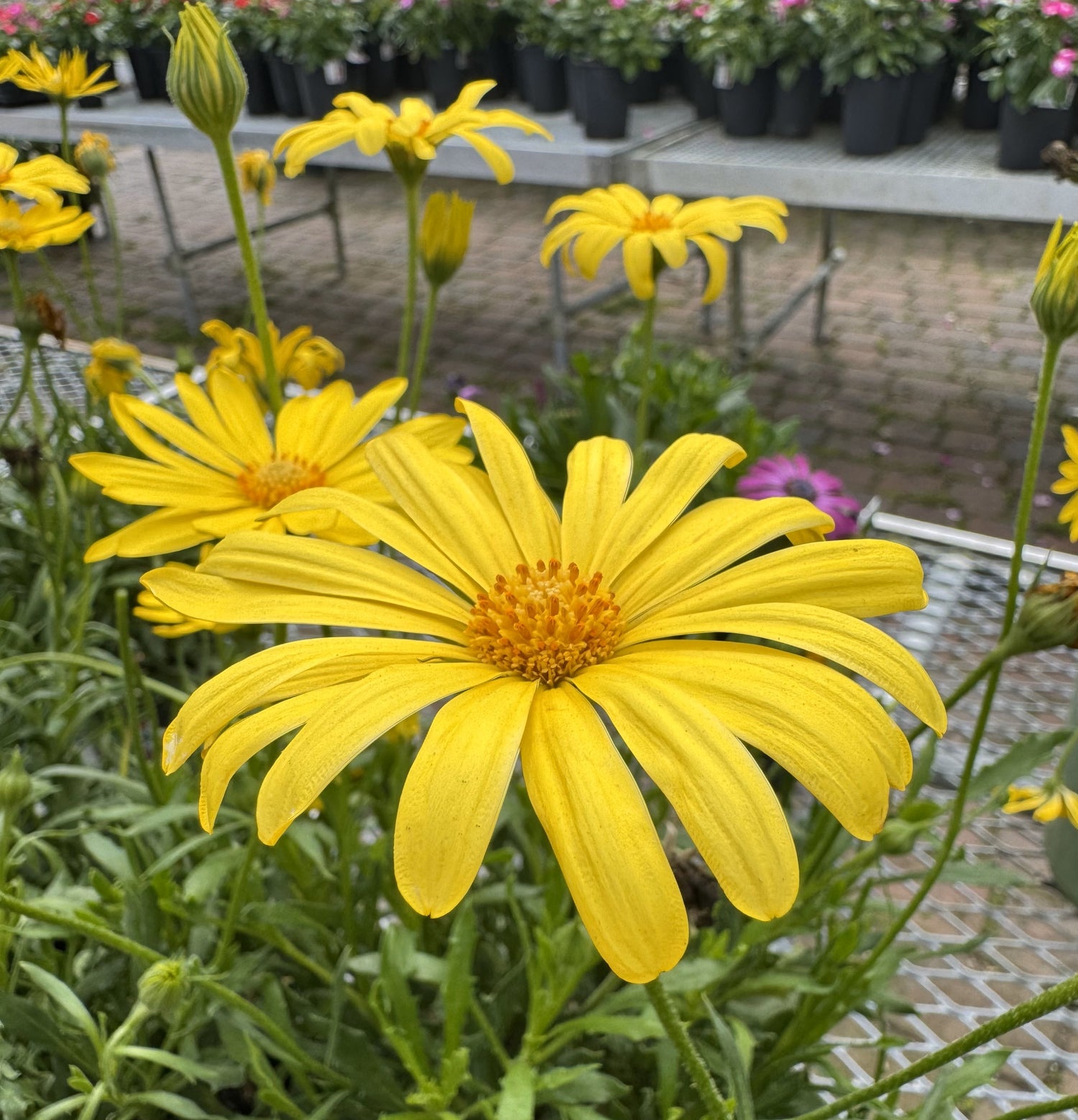 Osteospermum plant with bright yellow flower