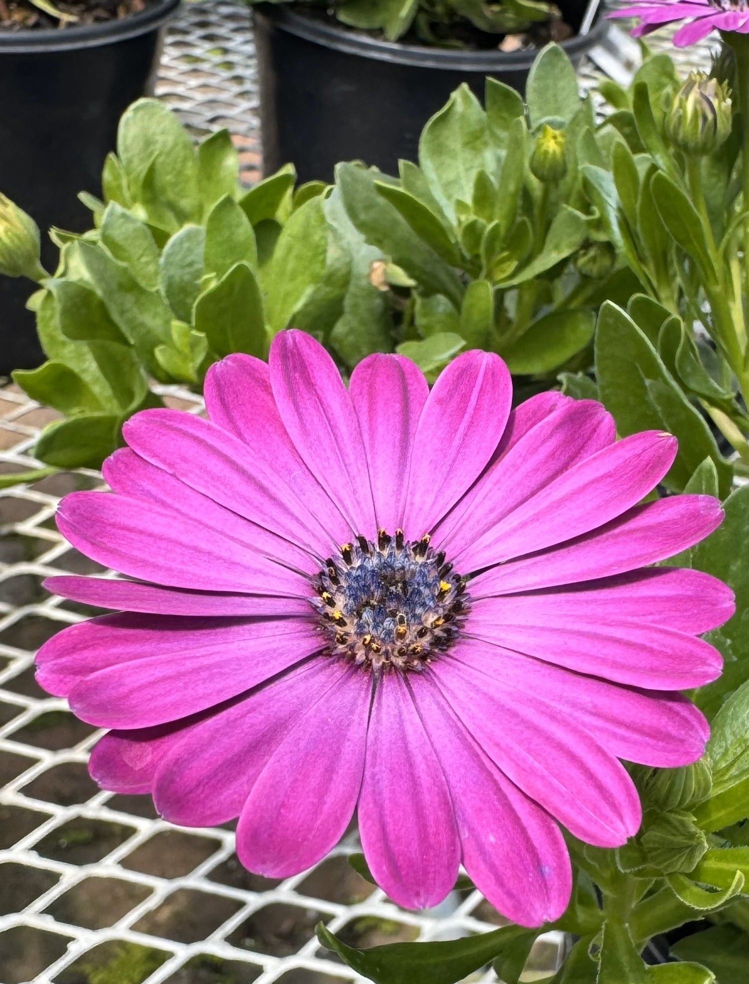 Osteospermum plant with vibrant purple flower