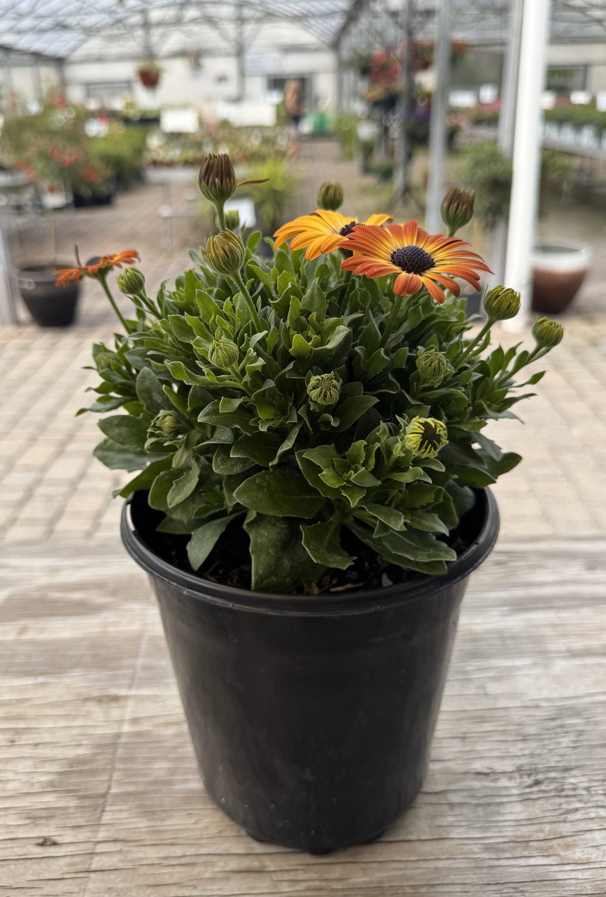 Osteospermum plant in pot with blooming orange flowers