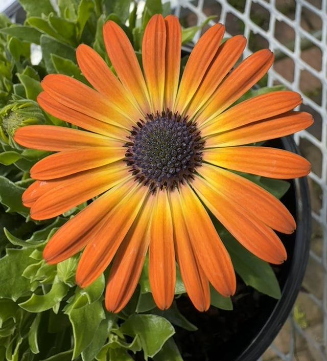 Osteospermum plant with orange flower