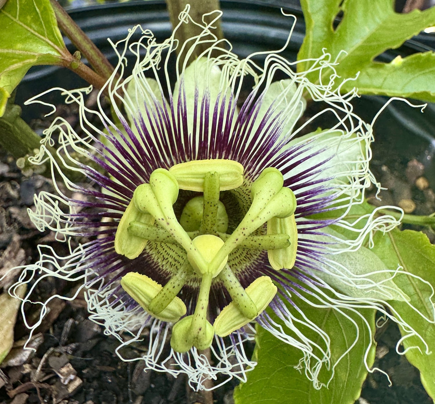 Passion Vine purple flower bloom