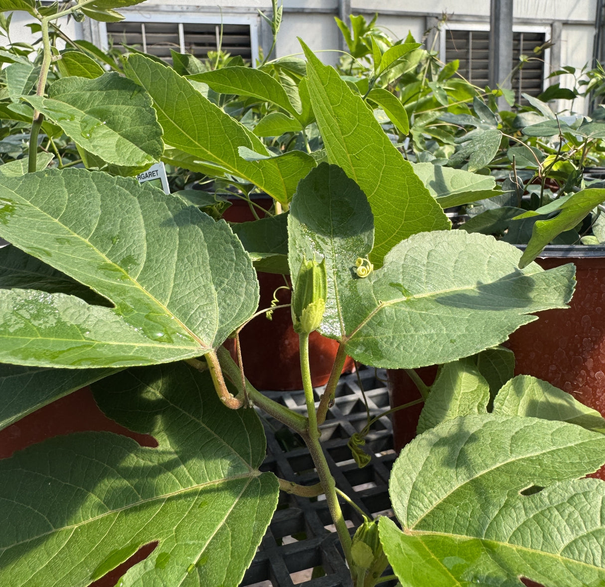 Passion Vine flower bud about to bloom